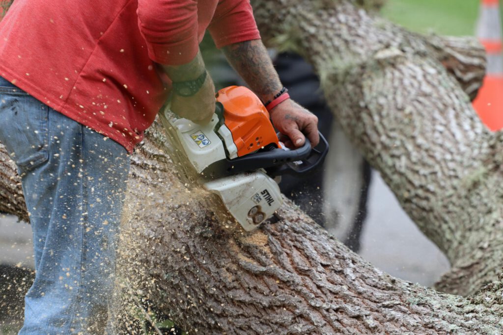A worker using a chainsaw to cut a fallen tree
