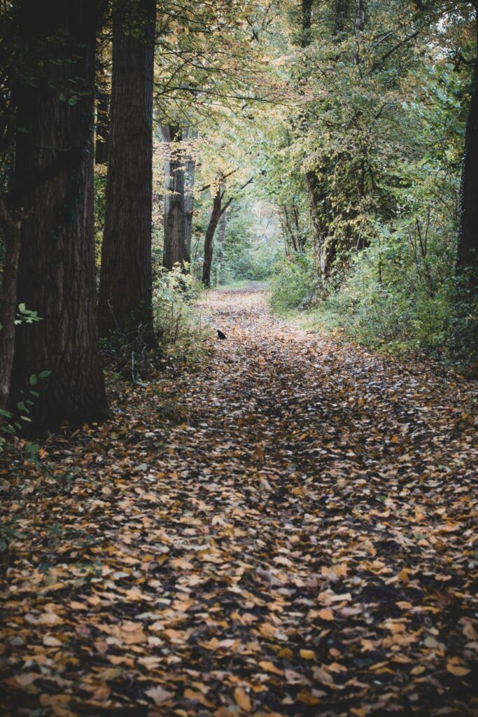A leaf-covered path through an autumn forest