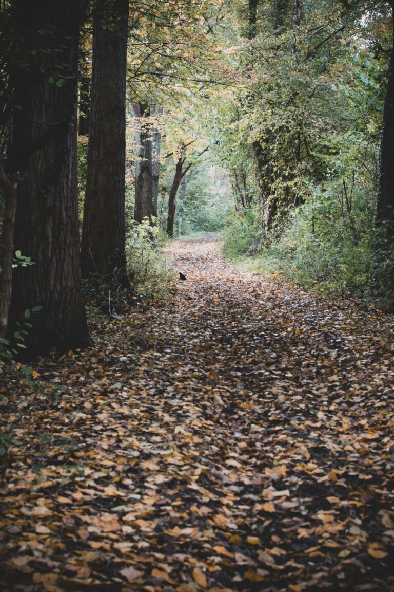 A leaf-covered path through an autumn forest