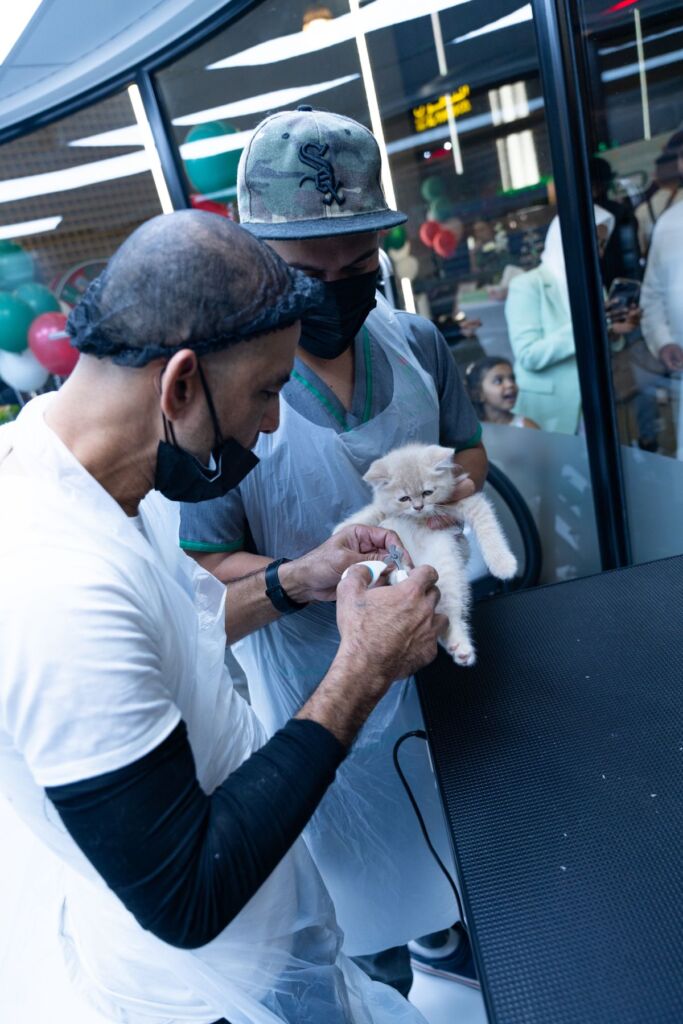 Veterinary team caring for a fluffy kitten during a checkup