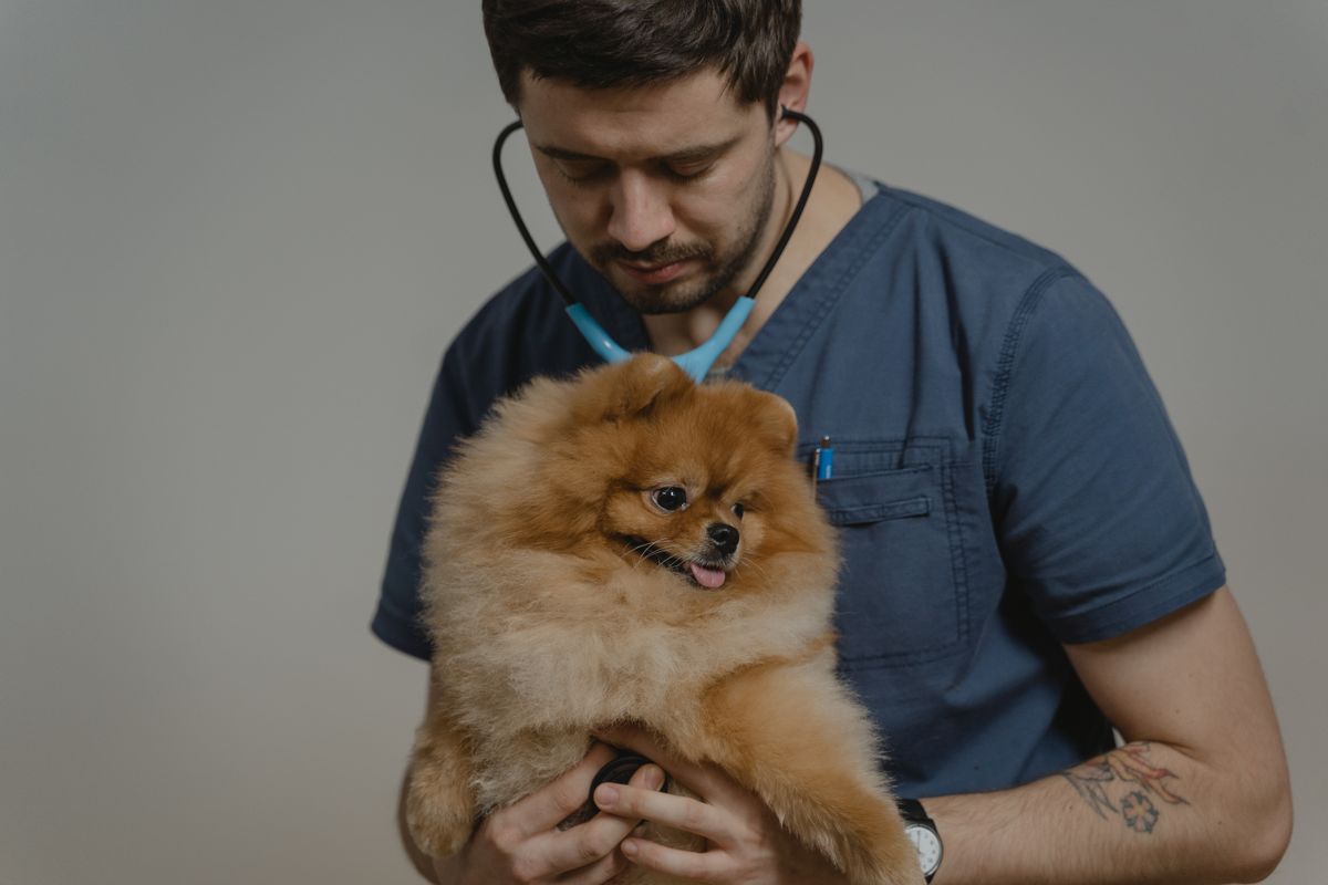 Veterinarian using a stethoscope to examine a dog in a clinic